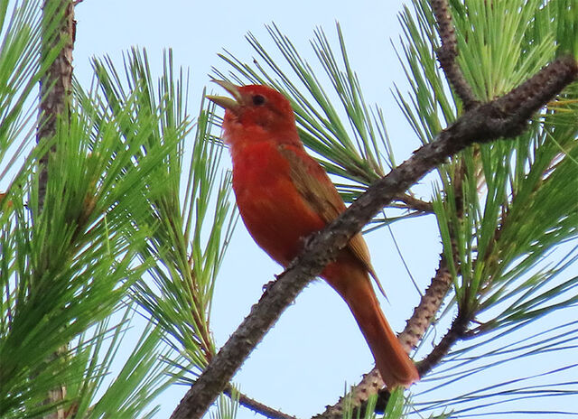 Summer Tanager