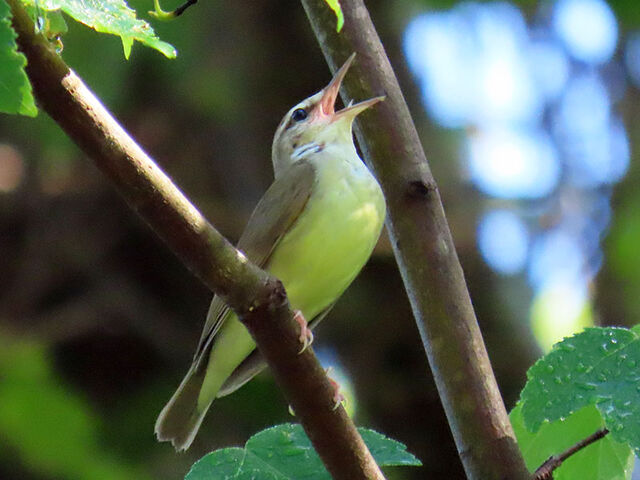 Swainson's Warbler