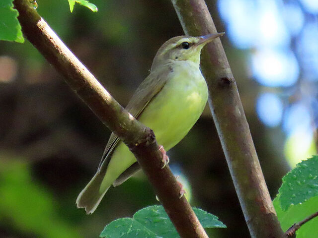 Swainson's Warbler