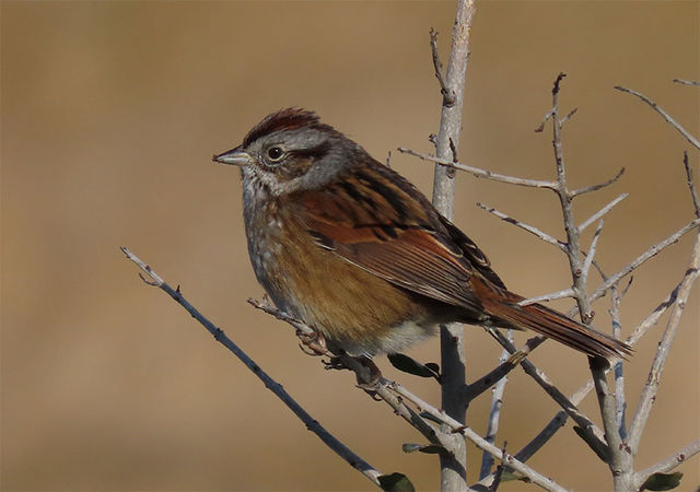 Swamp Sparrow