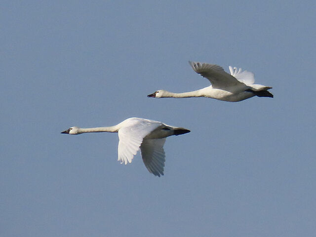 Tundra Swan