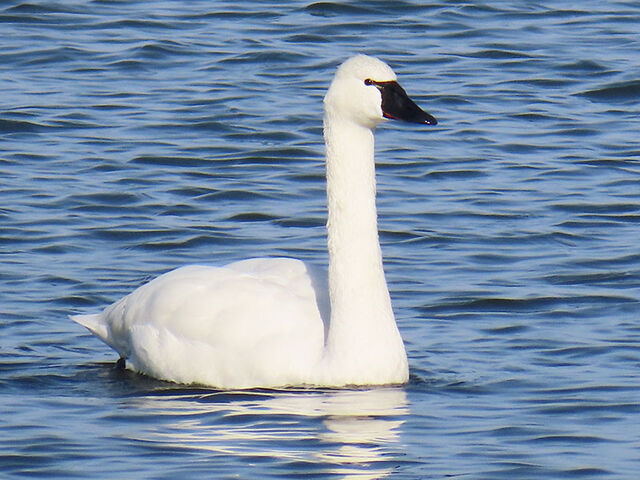 Tundra Swan