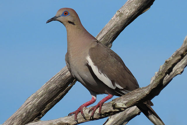 White-winged Dove