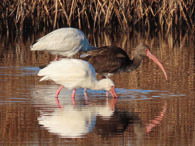 White Ibis