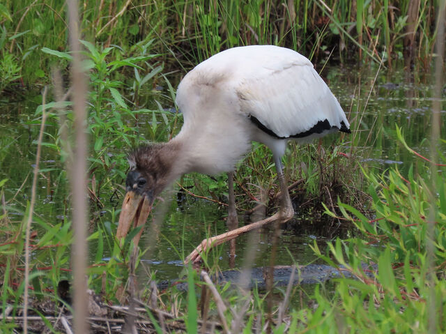 Wood Stork