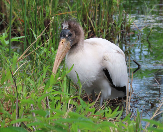 Wood Stork