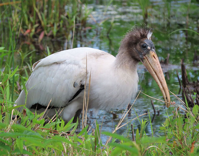 Wood Stork