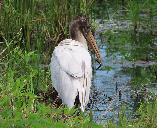 Wood Stork