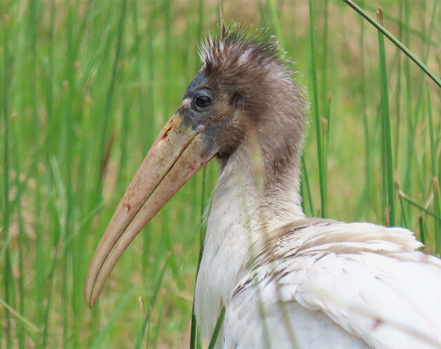 Wood Stork