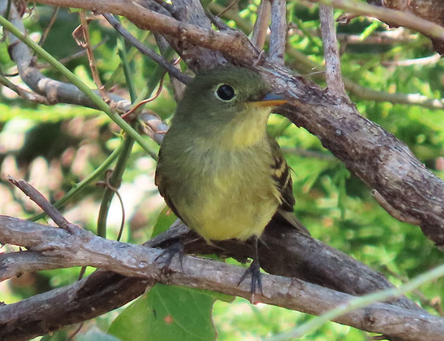 Yellow-bellied Flycatcher