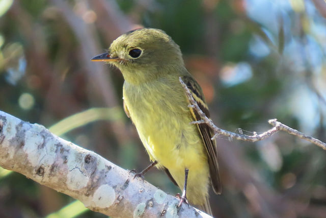 Yellow-bellied Flycatcher