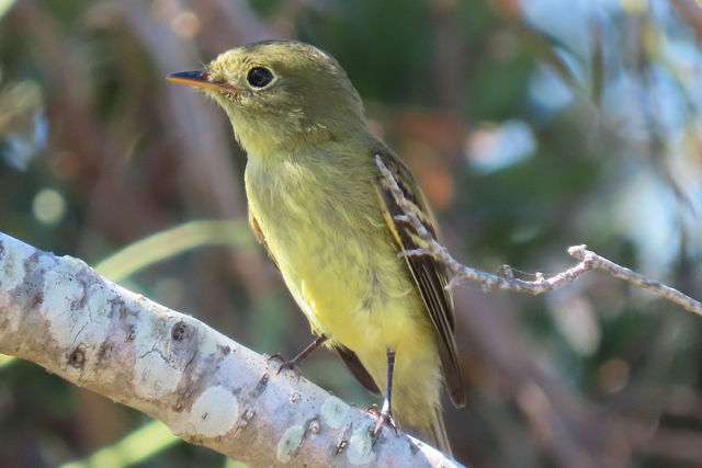 Yellow-bellied Flycatcher