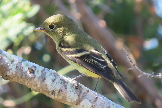 Yellow-bellied Flycatcher