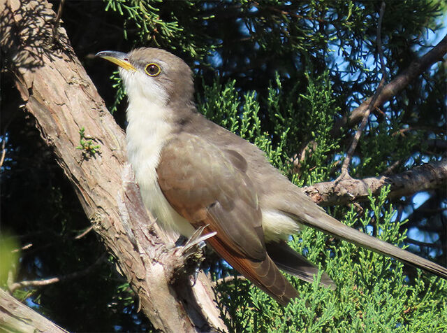 Yellow-billed Cuckoo