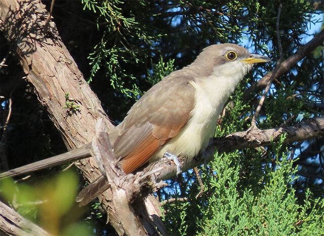Yellow-billed Cuckoo