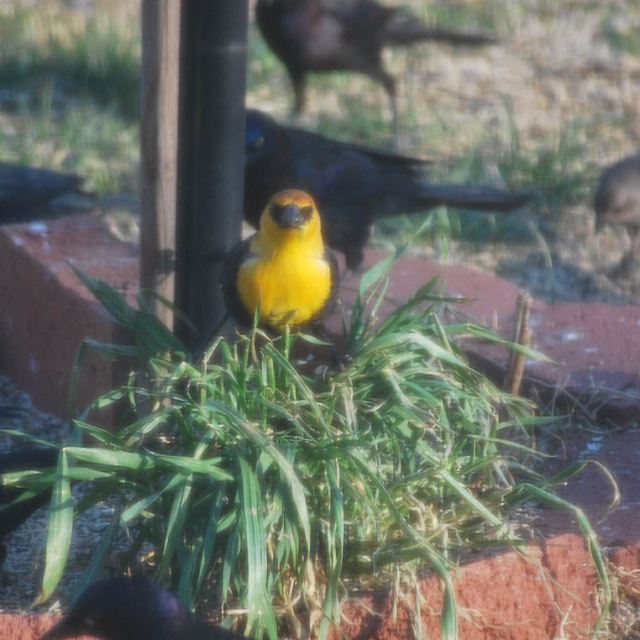 Yellow-headed Blackbird