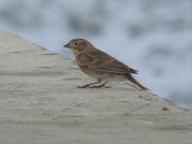 Thick-billed Longspur