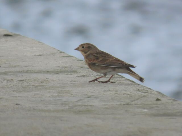 Thick-billed Longspur