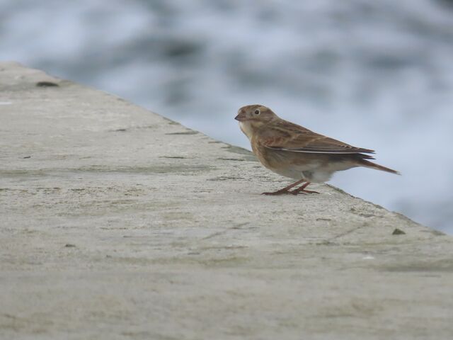 Thick-billed Longspur
