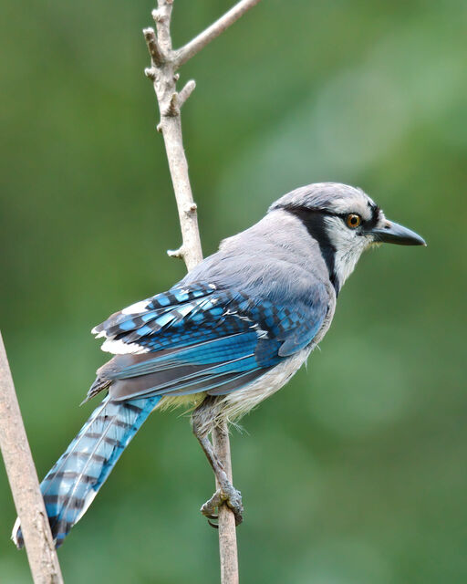 Blue Jay