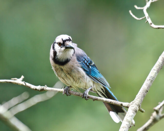 Blue Jay