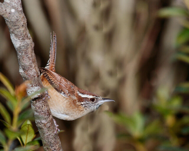 Carolina Wren