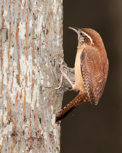 Carolina Wren
