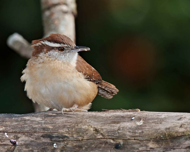 Carolina Wren