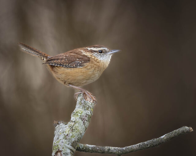 Carolina Wren