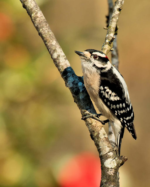 Downy Woodpecker