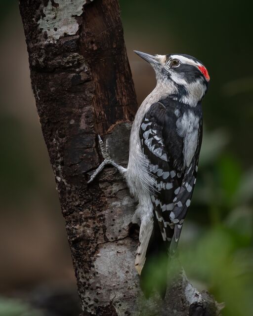 Downy Woodpecker