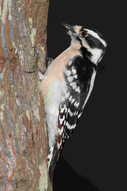 Downy Woodpecker