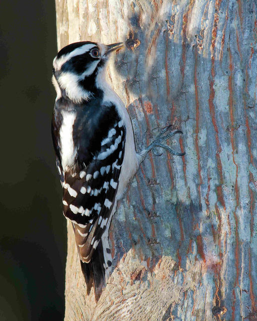 Downy Woodpecker