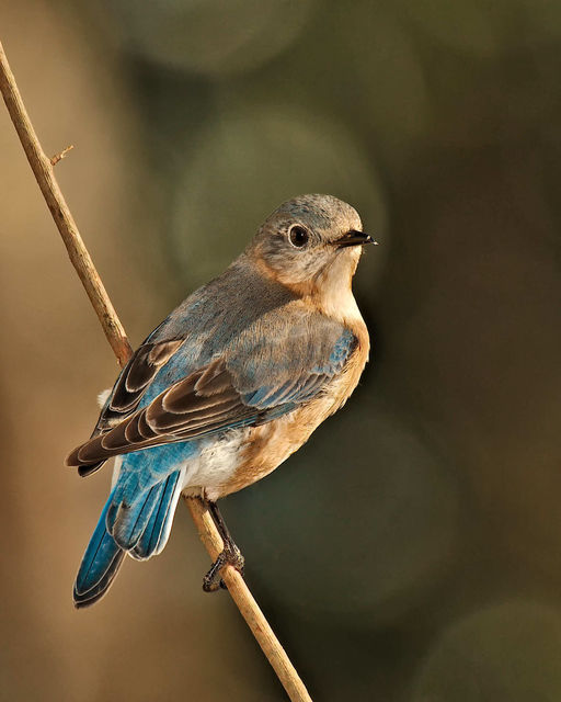 Eastern Bluebird