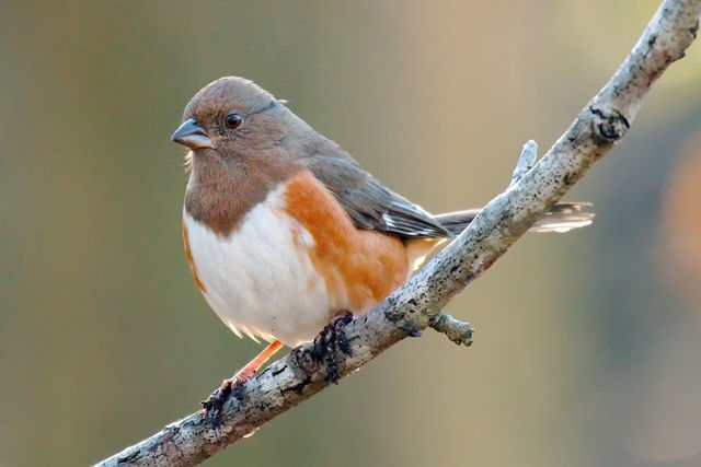 Eastern Towhee