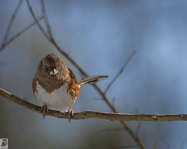 Eastern Towhee