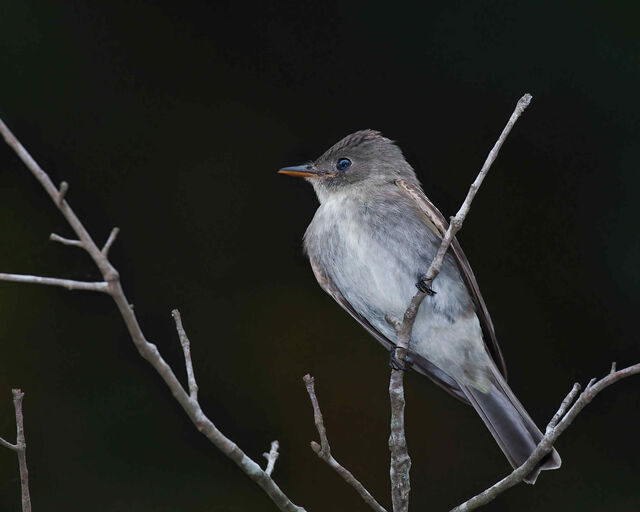 Eastern WoodPewee