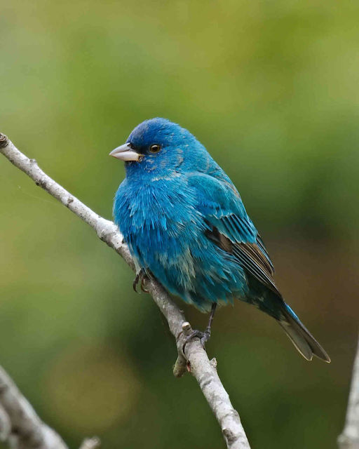 Indigo Bunting