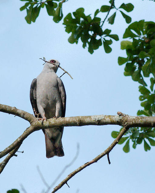 Mississippi Kite