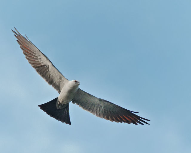 Mississippi Kite