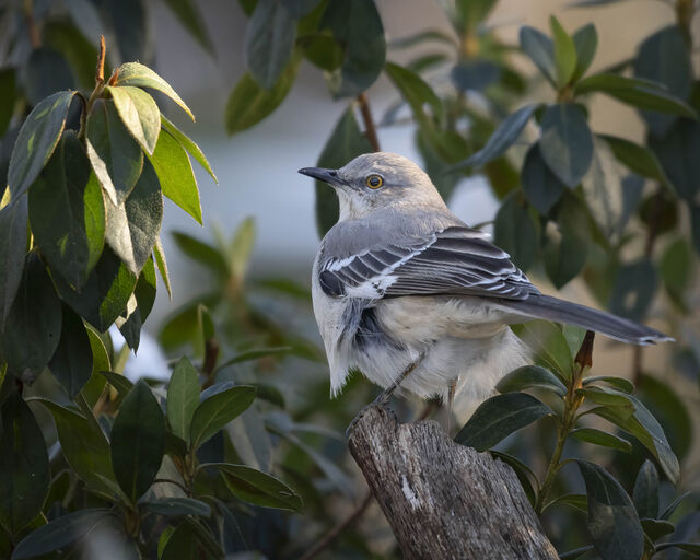Northern Mockingbird
