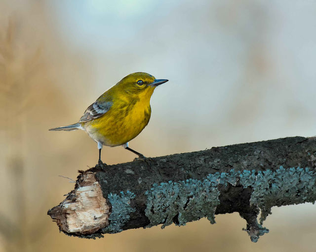 Pine Warbler