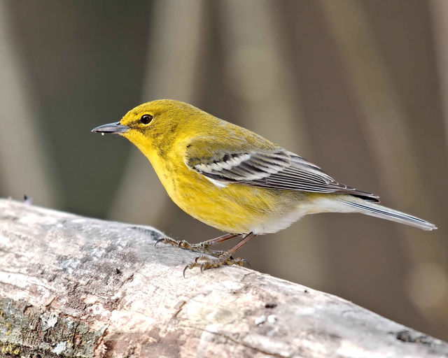Pine Warbler