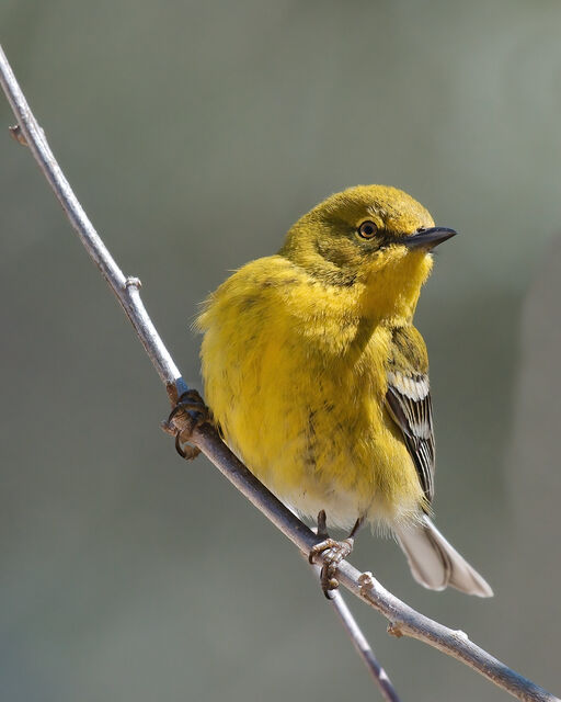 Pine Warbler