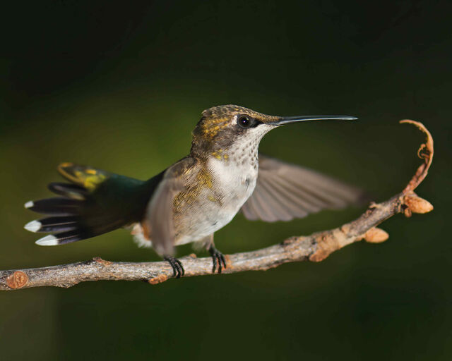 Ruby-throated Hummingbird