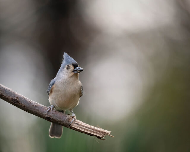 Tufted Titmouse