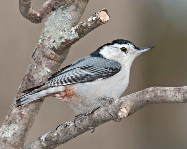 White-breasted Nuthatch