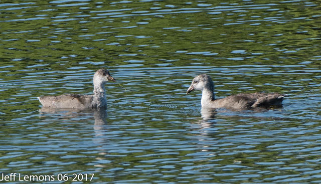 American Coot