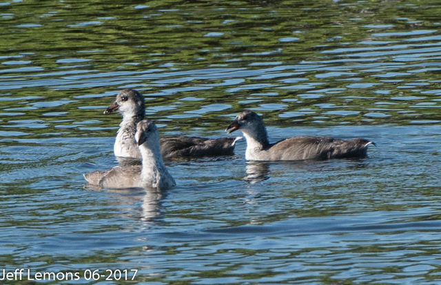 American Coot