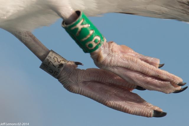 American Herring Gull